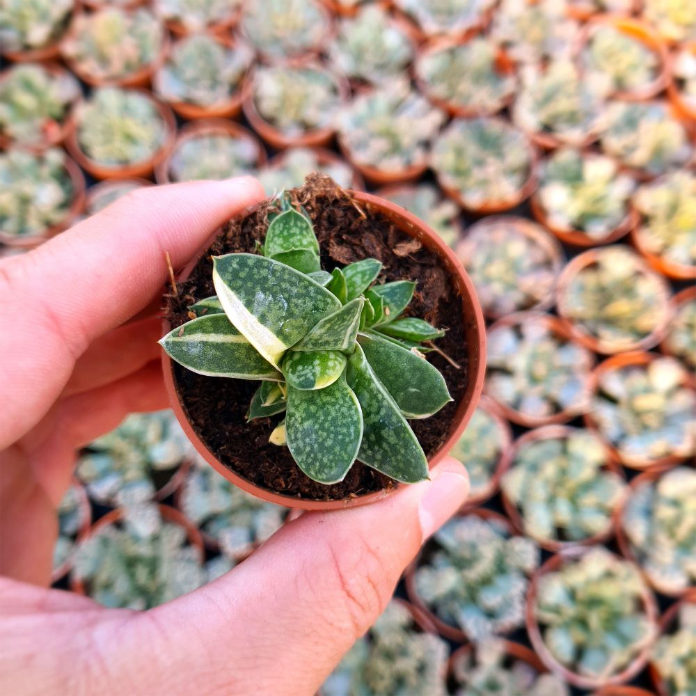 GASTERIA MINIMA VARIEGATA, image  GASTERIA MINIMA VARIEGATA, image