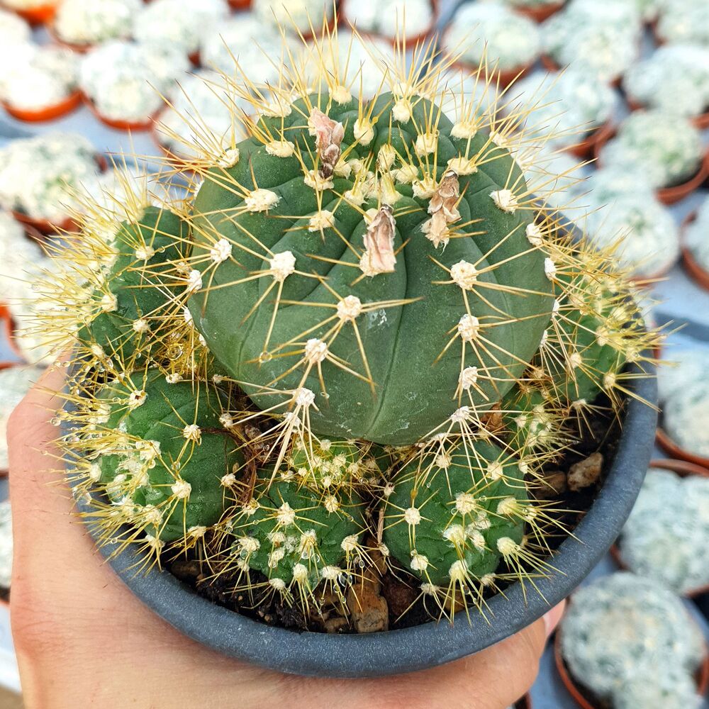 GYMNOCALYCIUM SCHACUENSE, image 