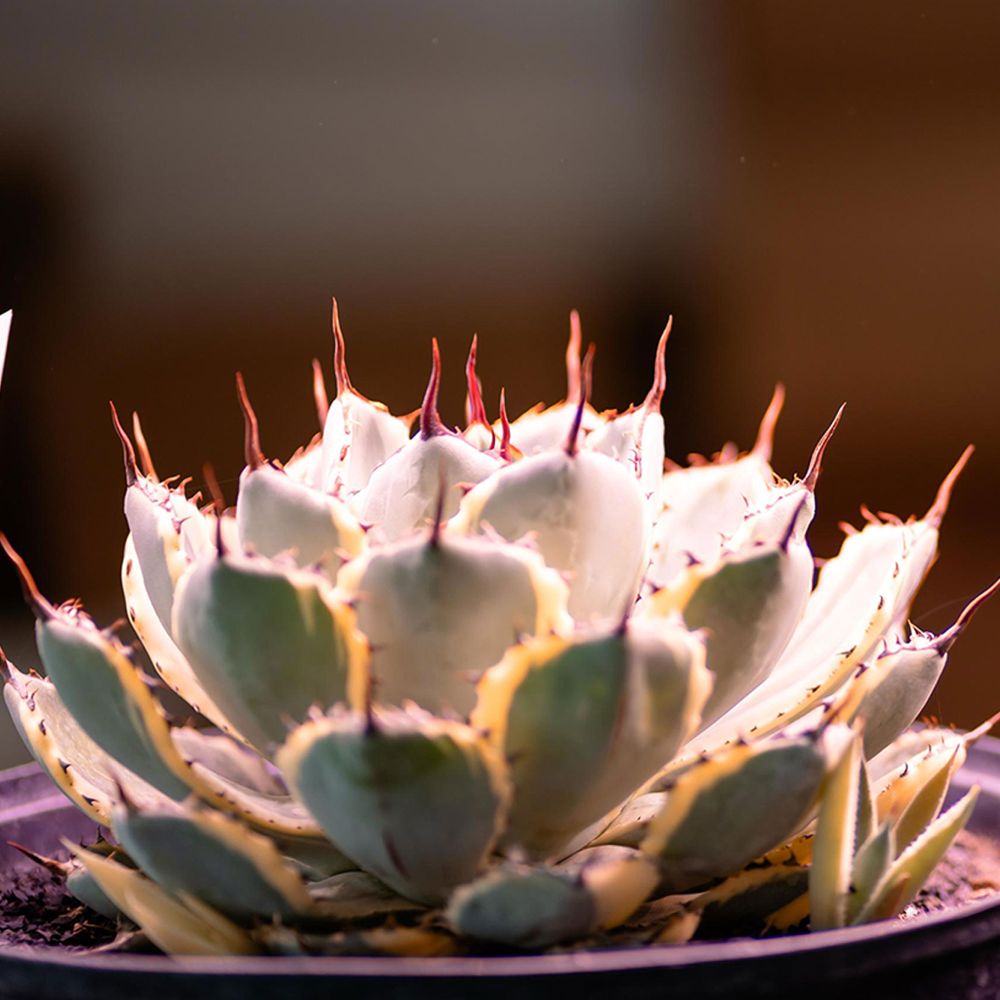 Lampa LED full spectrum 42.5W, image _ab__is.image_number.default