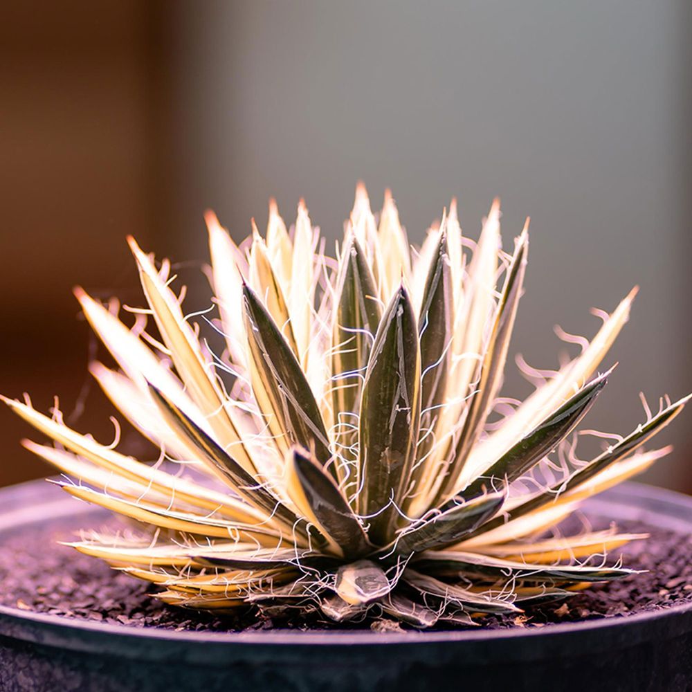 Lampa LED full spectrum 42.5W, image _ab__is.image_number.default