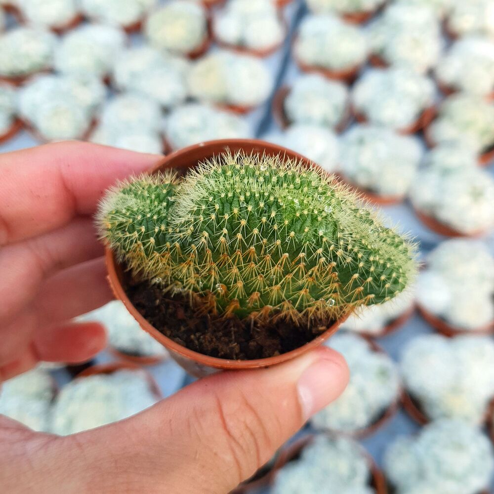 HILDEWINTERA AUREISPINA CRISTATA, image  HILDEWINTERA AUREISPINA CRISTATA, image