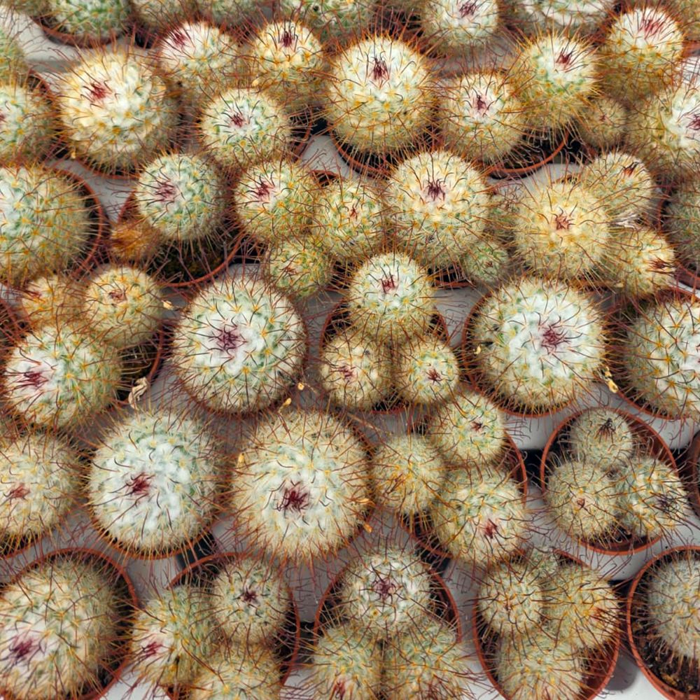 MAMMILLARIA BOMBYCINA, image _ab__is.image_number.default