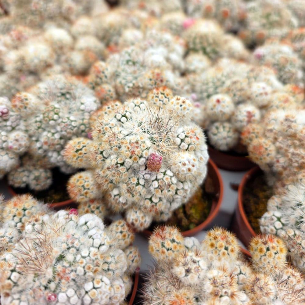 MAMMILLARIA GRACILIS, image _ab__is.image_number.default