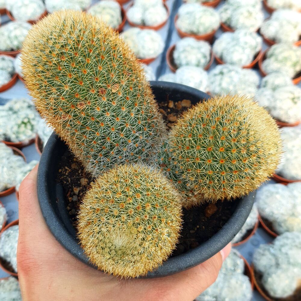 MAMMILLARIA SPINOSISSIMA SUBS. PILCAYENSIS, image 