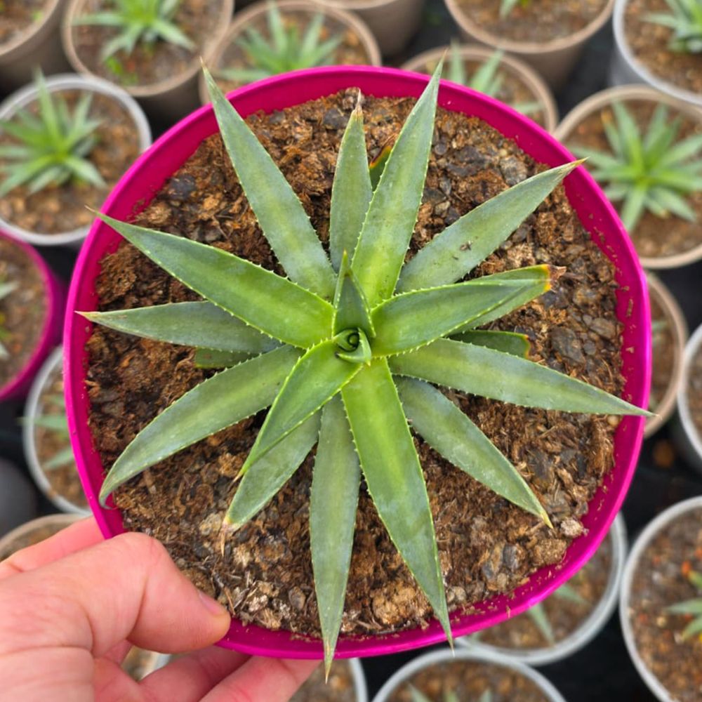 MANGAVE FROSTED ELEGANCE, image 