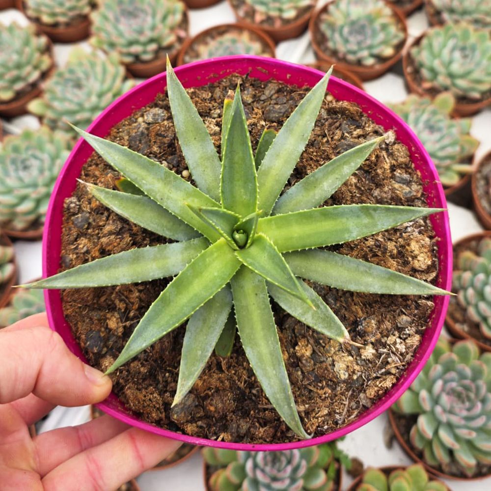 MANGAVE FROSTED ELEGANCE, image _ab__is.image_number.default