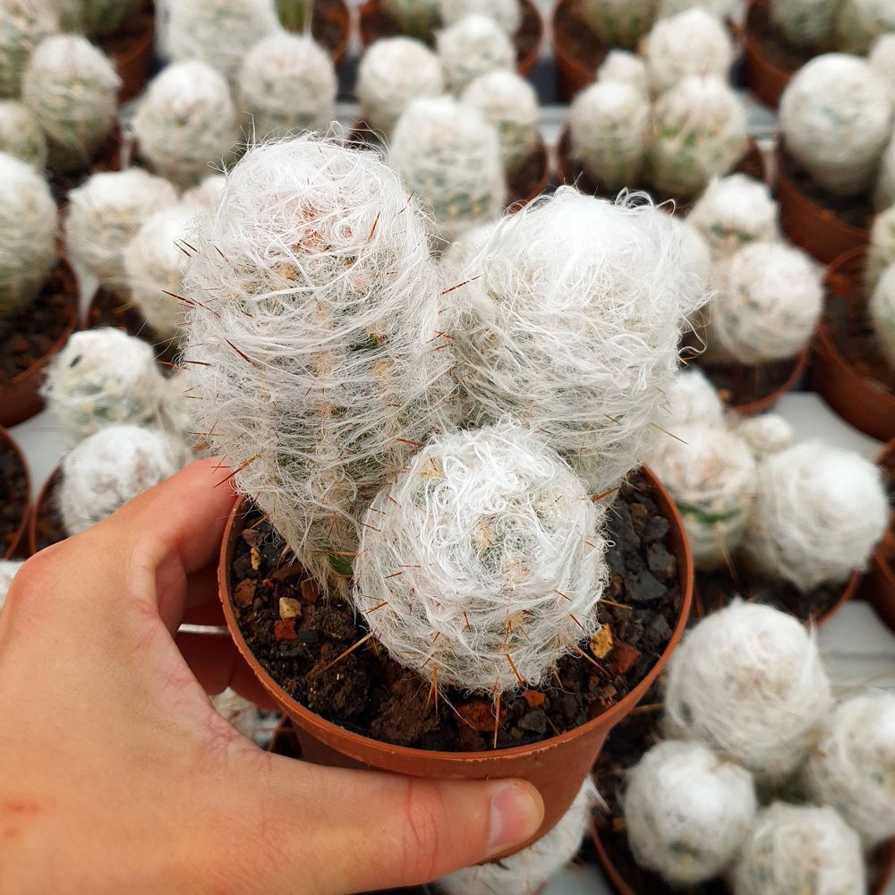 OREOCEREUS TROLLII, image 