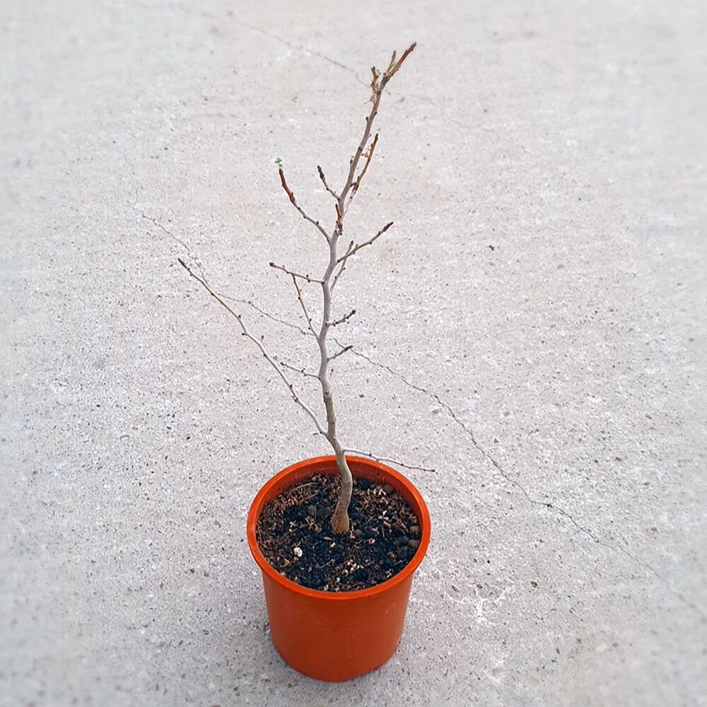 PACHYCORMUS DISCOLOR, image 