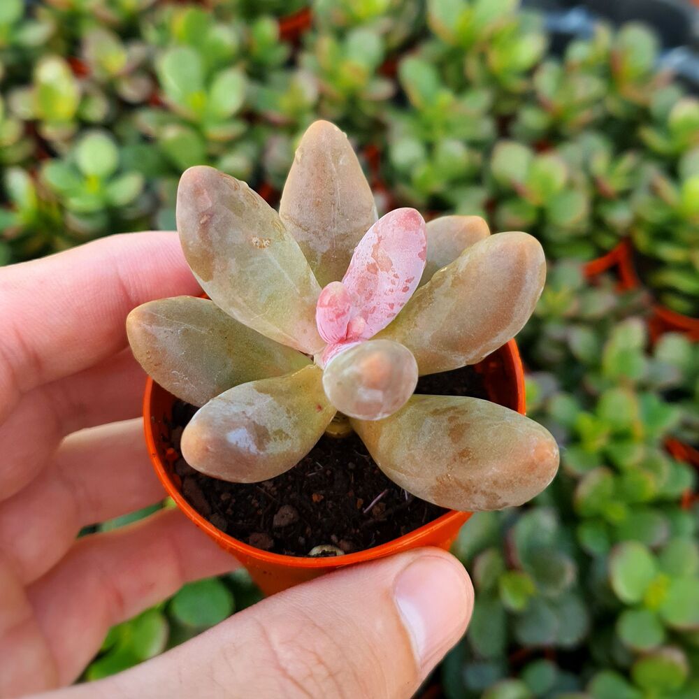 PACHYSEDUM GANZHOU, image 