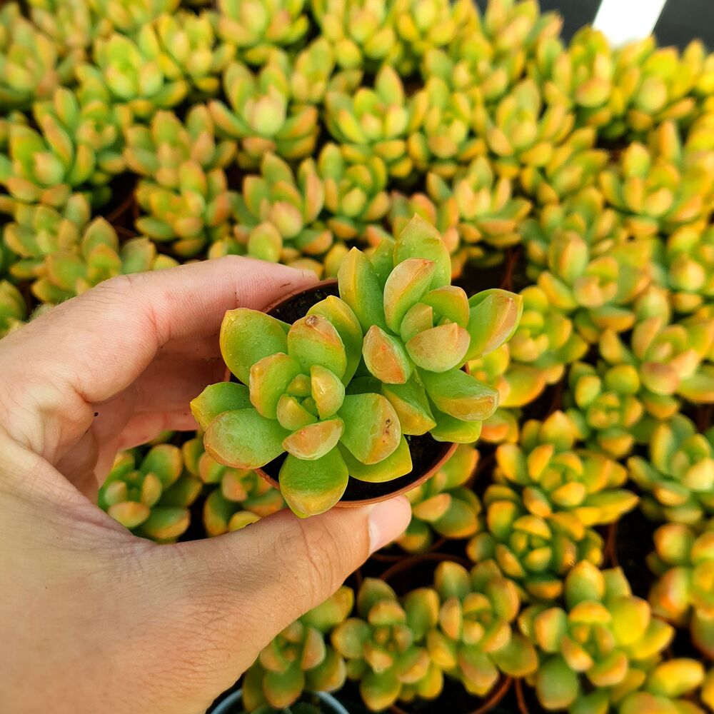 SEDUM ADOLPHII, image _ab__is.image_number.default