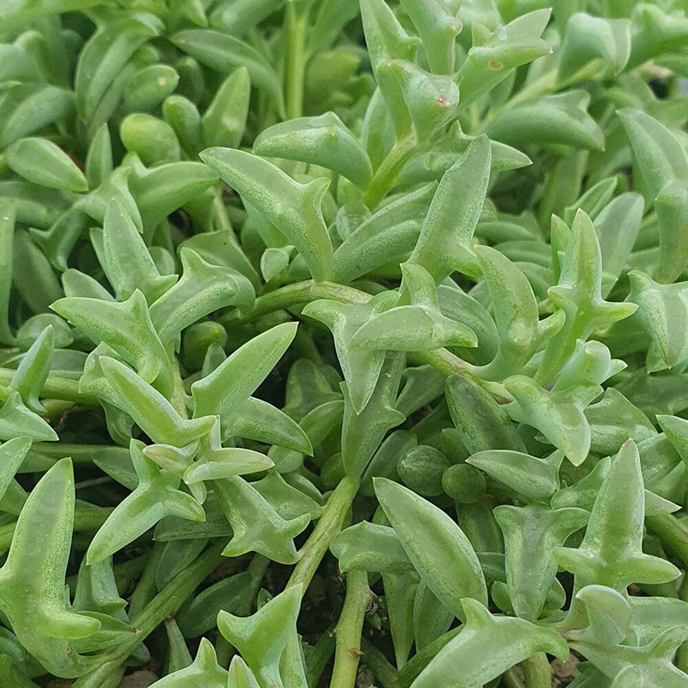 SENECIO PEREGRINUS, image _ab__is.image_number.default