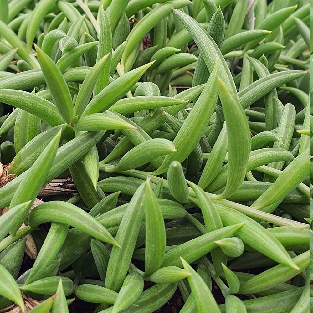 SENECIO RADICANS, image _ab__is.image_number.default