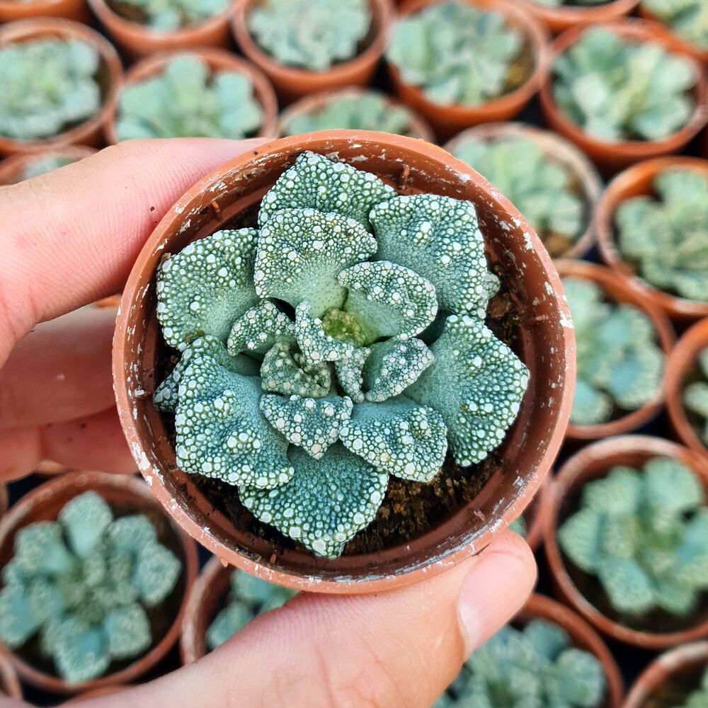 TITANOPSIS CALCAREA, image _ab__is.image_number.default TITANOPSIS CALCAREA, image _ab__is.image_number.default