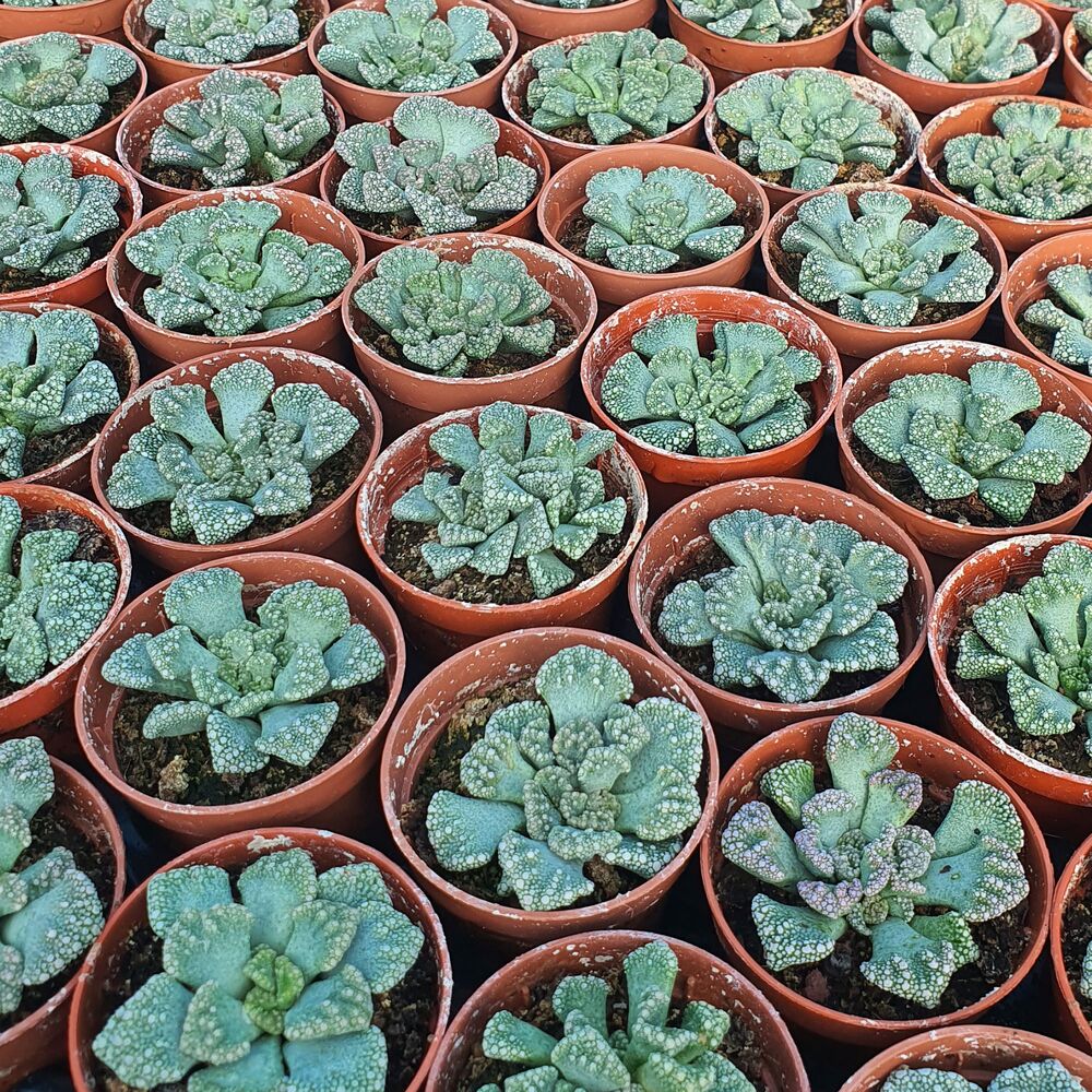 TITANOPSIS CALCAREA, image _ab__is.image_number.default TITANOPSIS CALCAREA, image _ab__is.image_number.default