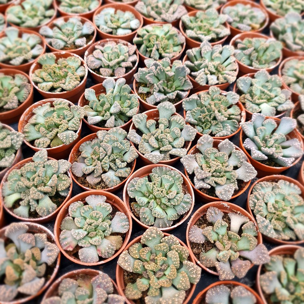 TITANOPSIS CALCAREA, image _ab__is.image_number.default TITANOPSIS CALCAREA, image _ab__is.image_number.default