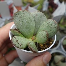 ADROMISCHUS ALSTONII, image 