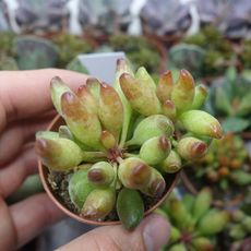 ADROMISCHUS CLAVIFOLIUS, image 