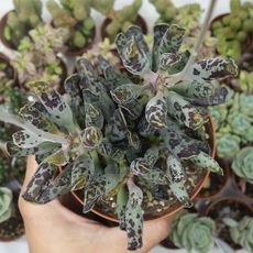 ADROMISCHUS COOPERI, image 