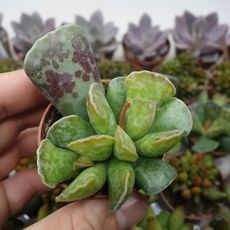 ADROMISCHUS COOPERI, image _ab__is.image_number.default