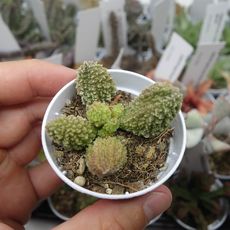 ADROMISCHUS MARIANAE VAR. IMMACULATUS GREEN, image 