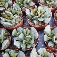 ADROMISCHUS RUPICOLA, image 