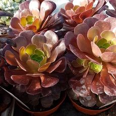 AEONIUM ARBOREUM VELOUR, image 