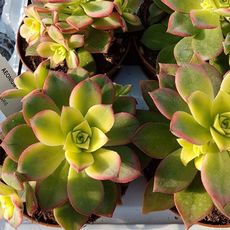 AEONIUM HAWORTHII DREAM COLOR, image 