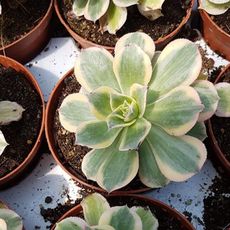 AEONIUM SUNBURST, image _ab__is.image_number.default