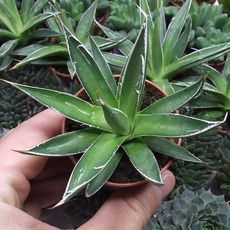 AGAVE FILIFERA, image 