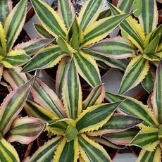 AGAVE LOPHANTHA QUADRICOLOR, image , 2 image