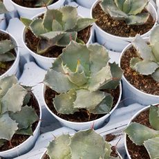 AGAVE POTATORUM, image , 2 image