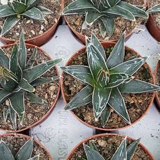 AGAVE VICTORIAE-REGINAE, image , 3 image