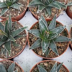 AGAVE VICTORIAE-REGINAE, image , 2 image