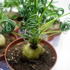 ALBUCA SPIRALIS, image 