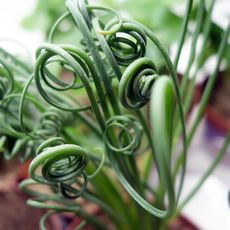 ALBUCA SPIRALIS, image _ab__is.image_number.default