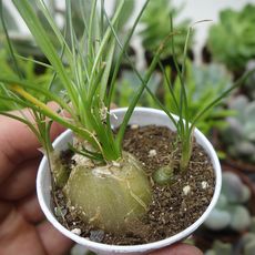 ALBUCA NAMAQUENSIS, image 