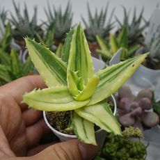 ALOE MITRIFORMIS VARIEGATA, image 