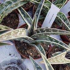 ALOE VARIEGATA, image , 2 image