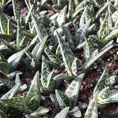 ALOE VARIEGATA, image , 4 image