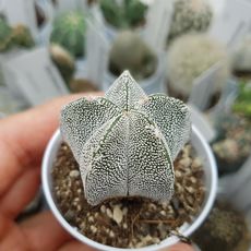 ASTROPHYTUM MYRIOSTIGMA ONZUKA, image 