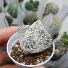 ASTROPHYTUM MYRIOSTIGMA QUADRICOSTATUM ONZUKA, image 