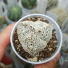 ASTROPHYTUM MYRIOSTIGMA TRICOSTATUM ONZUKA, image 