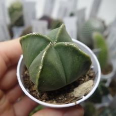 ASTROPHYTUM QUADRICOSTATUM NUDUM, image , 2 image