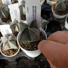 ASTROPHYTUM MYRIOSTIGMA QUADRICOSTATUM, image 