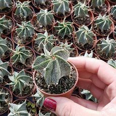 ASTROPHYTUM MYRIOSTIGMA ORNATUM, image 