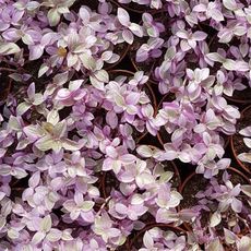 CALLISIA REPENS PINK LADY, image , 3 image