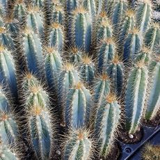 CEREUS AZUREUS, image 