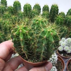 CEREUS CHENDE, image 