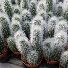 CLEISTOCACTUS STRAUSII, image 