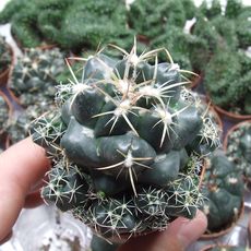 CORYPHANTHA MAIZ-TABLASENSIS, image 